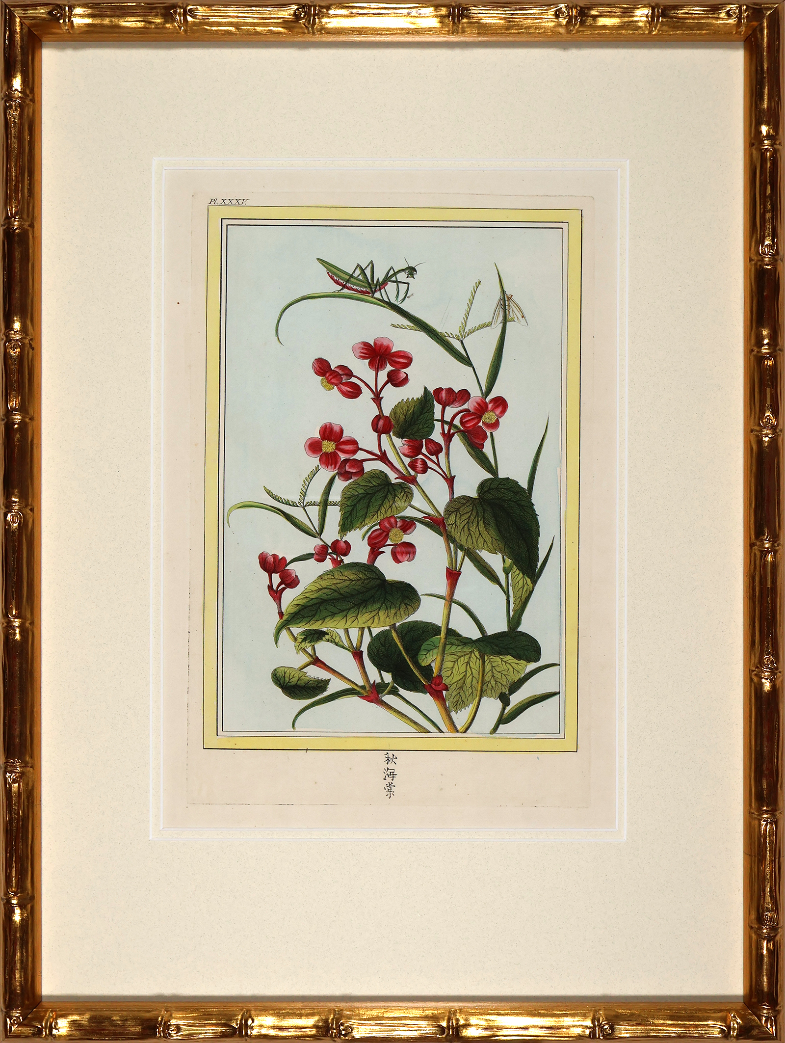 Buchoz Botanicals in Bamboo